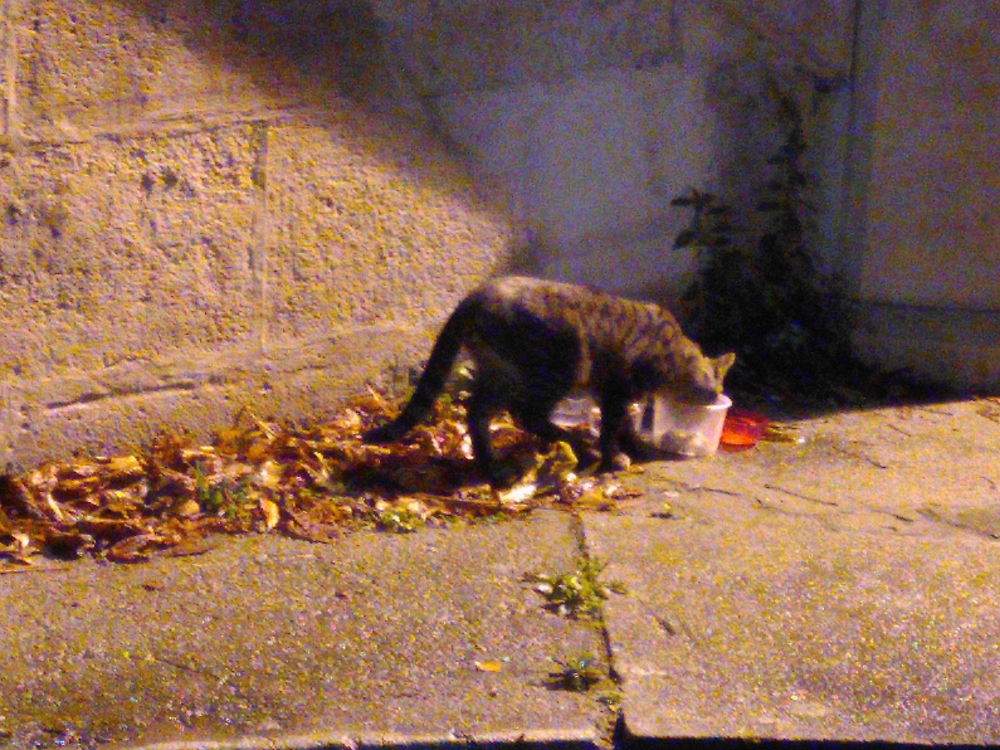 Outdoor photo of a cat eating from a plastic cup