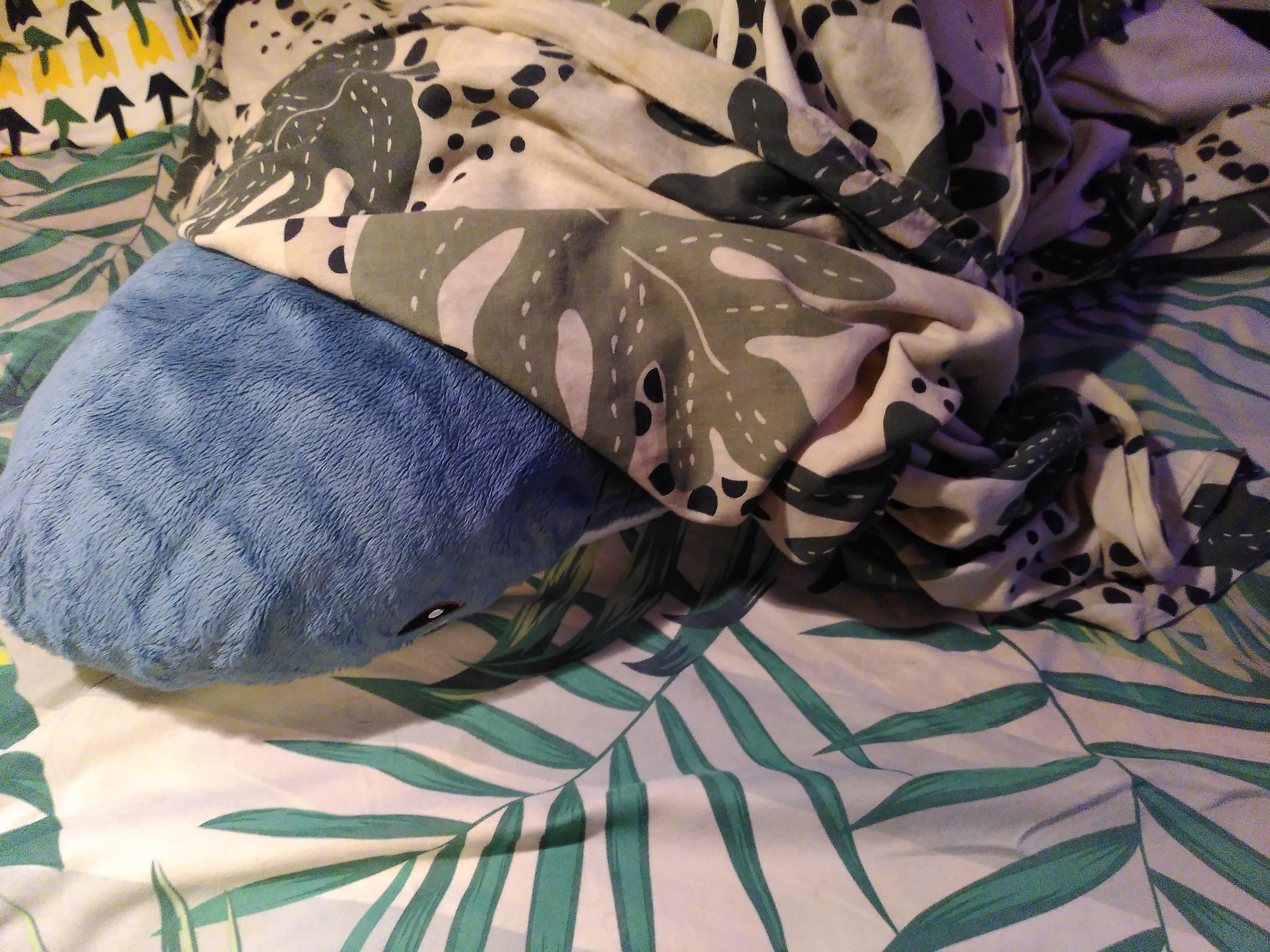 A blahaj plushie hiding under bed sheets