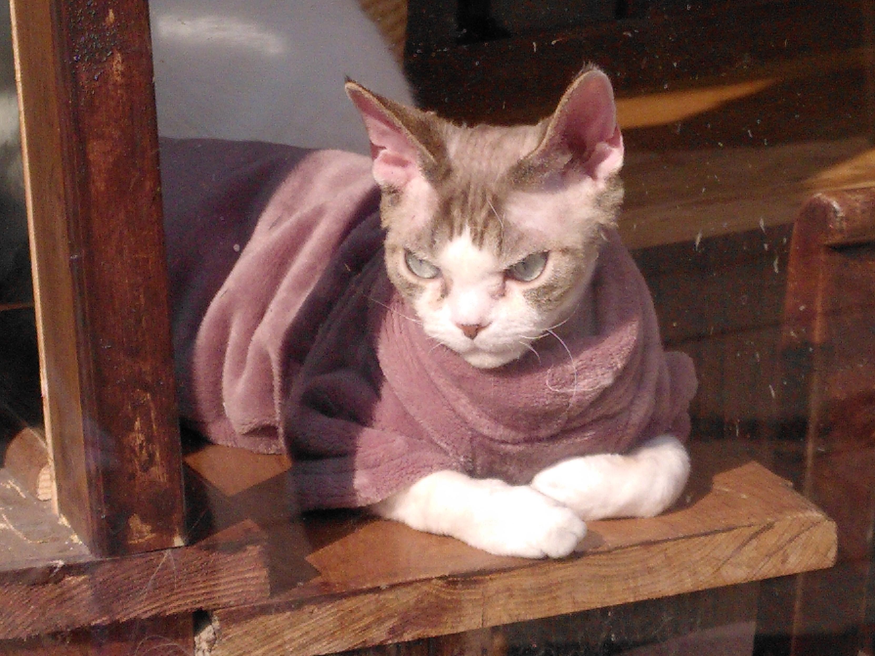 A short hair cat wearing an old rose sweater in the window of a cat café in paris, he looks very displeased
