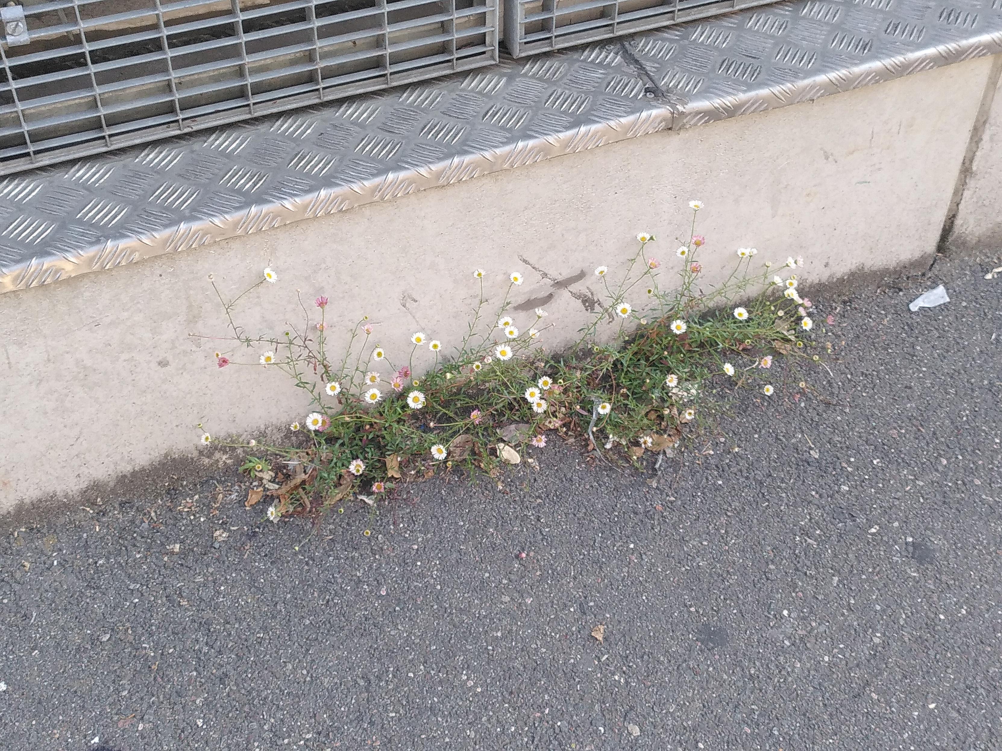 Des fleurs paquerettes blanches et roses qui pousse dans une fissure entre un sol et un muret en béton. Le muret est couvert pas une plaque en acier et continué en hauteur par une grille metallique
