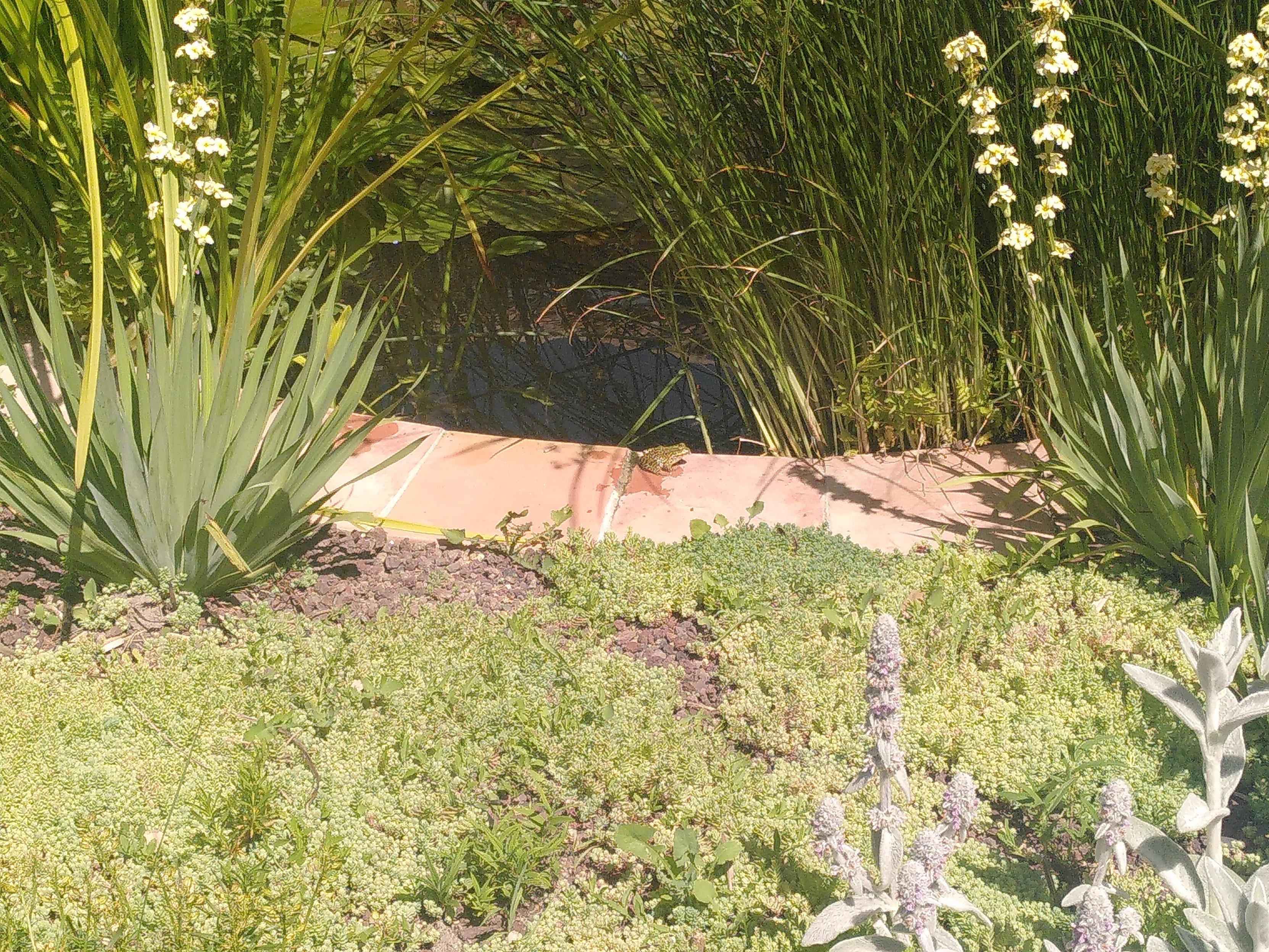 Phoro of a frog on some brick making the side of a pool full of vegetation. It's very sunny